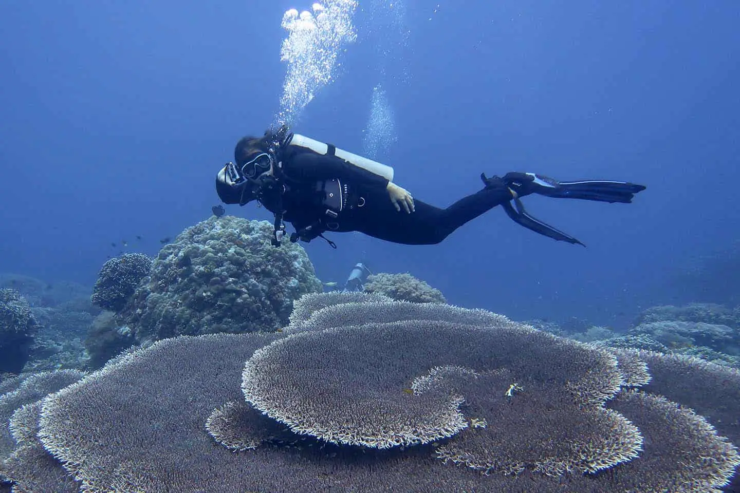 Scuba diving in Apo Island, Negros Oriental, Philippines