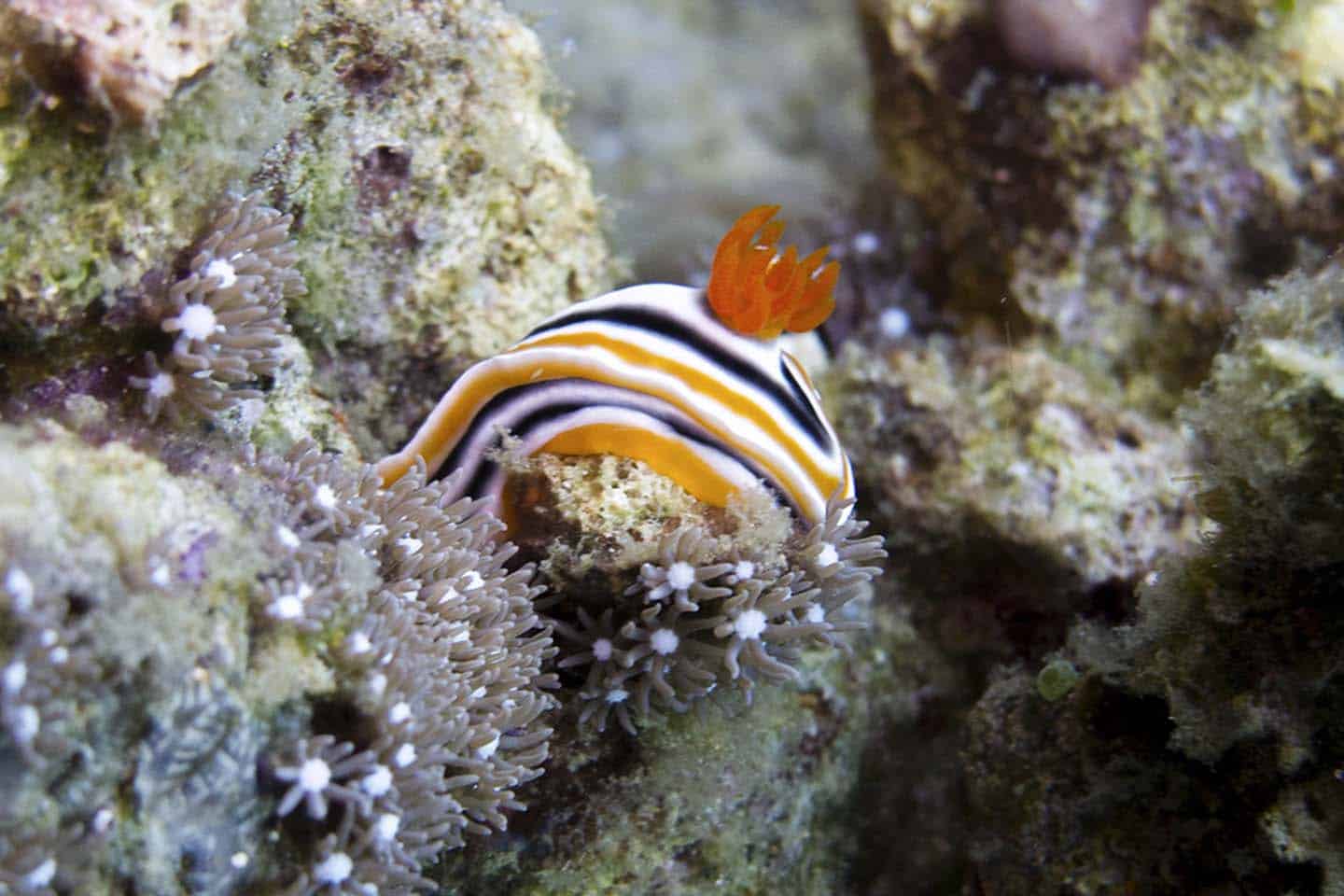 Nudibranch hiding in Apo Island