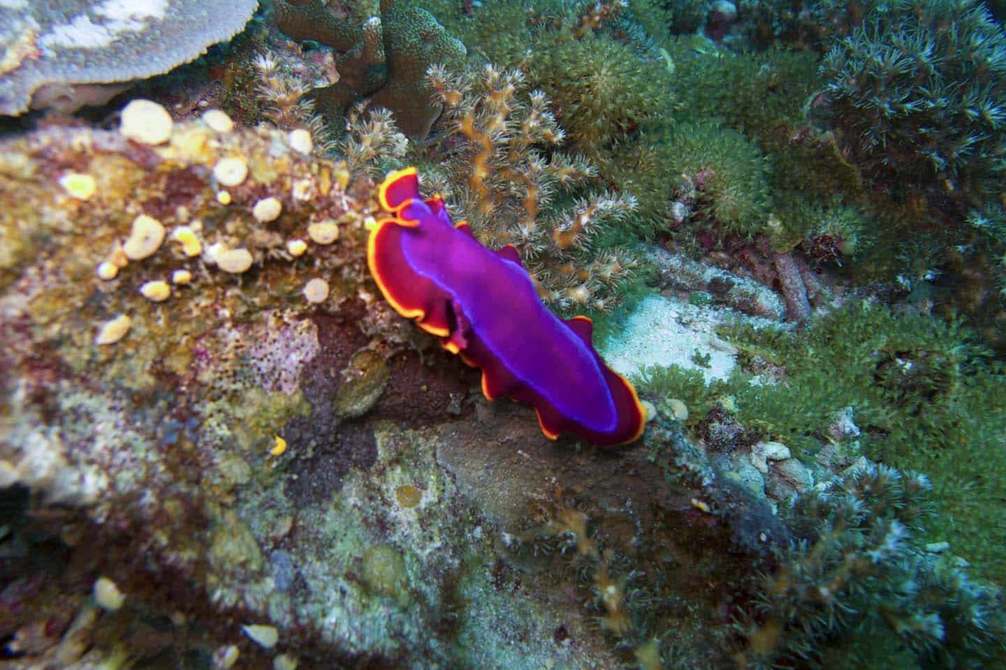 Marine Creatures in Apo Island: Flatworm