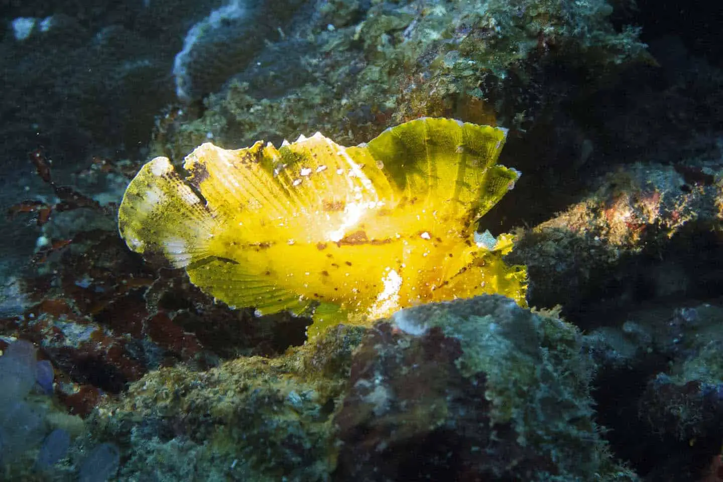 Marine Creatures in Apo Island: Leafy Scorpion Fish (Taenianotus triacanthus)