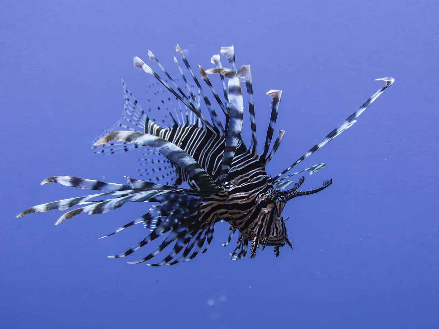 Lionfish in Largahan dive site in Apo Island