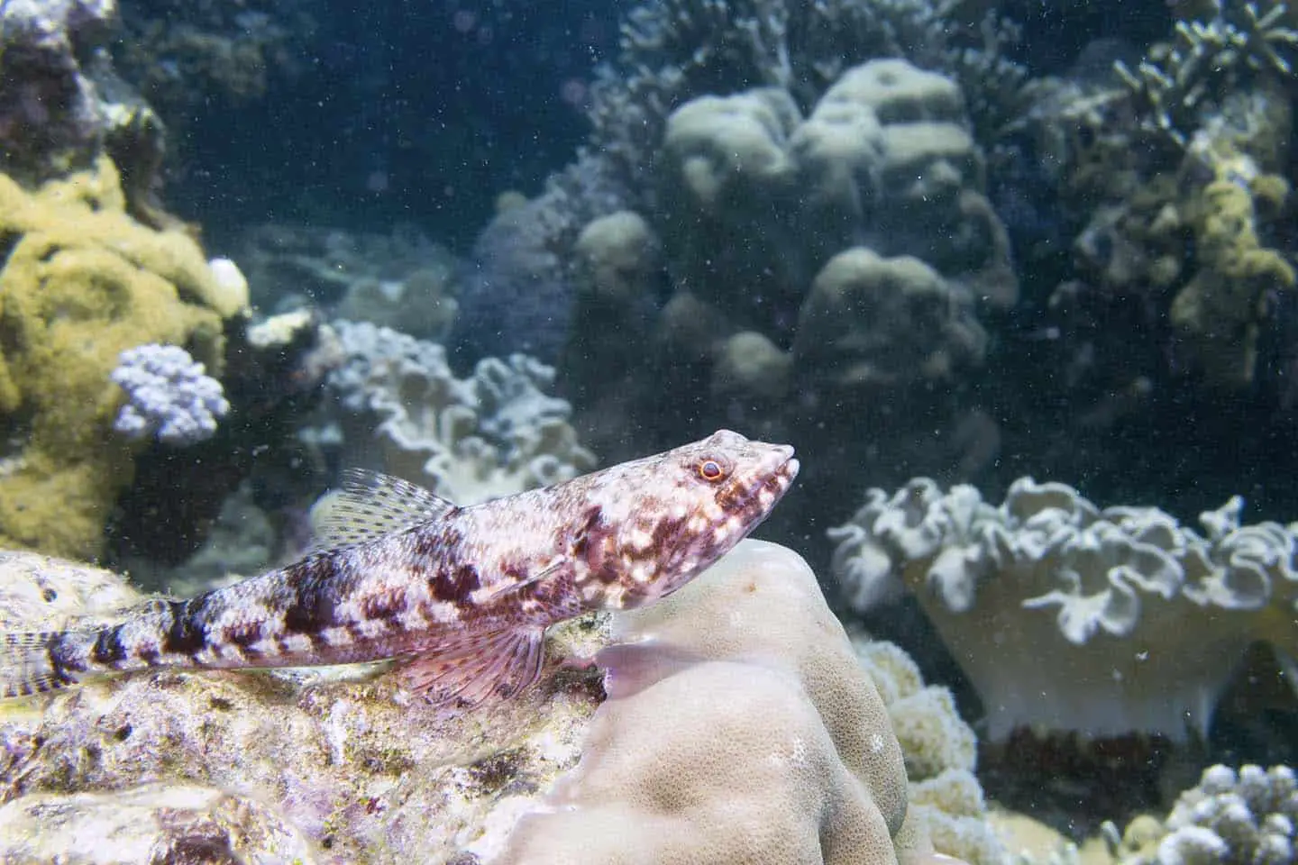 Marine Creatures in Apo Island: Lizard Fish
﻿