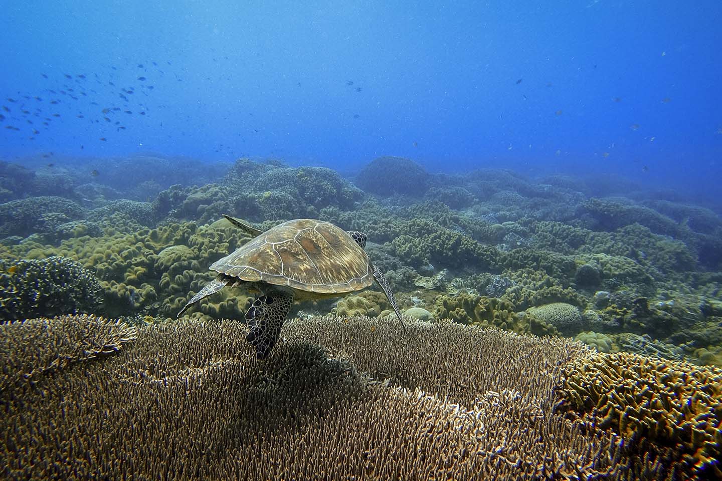 Apo Island is home to many green and hawksbill turtles. They are often seen chilling, swimming and eating around the island, making it a huge attraction for many scuba divers and snorkelers.