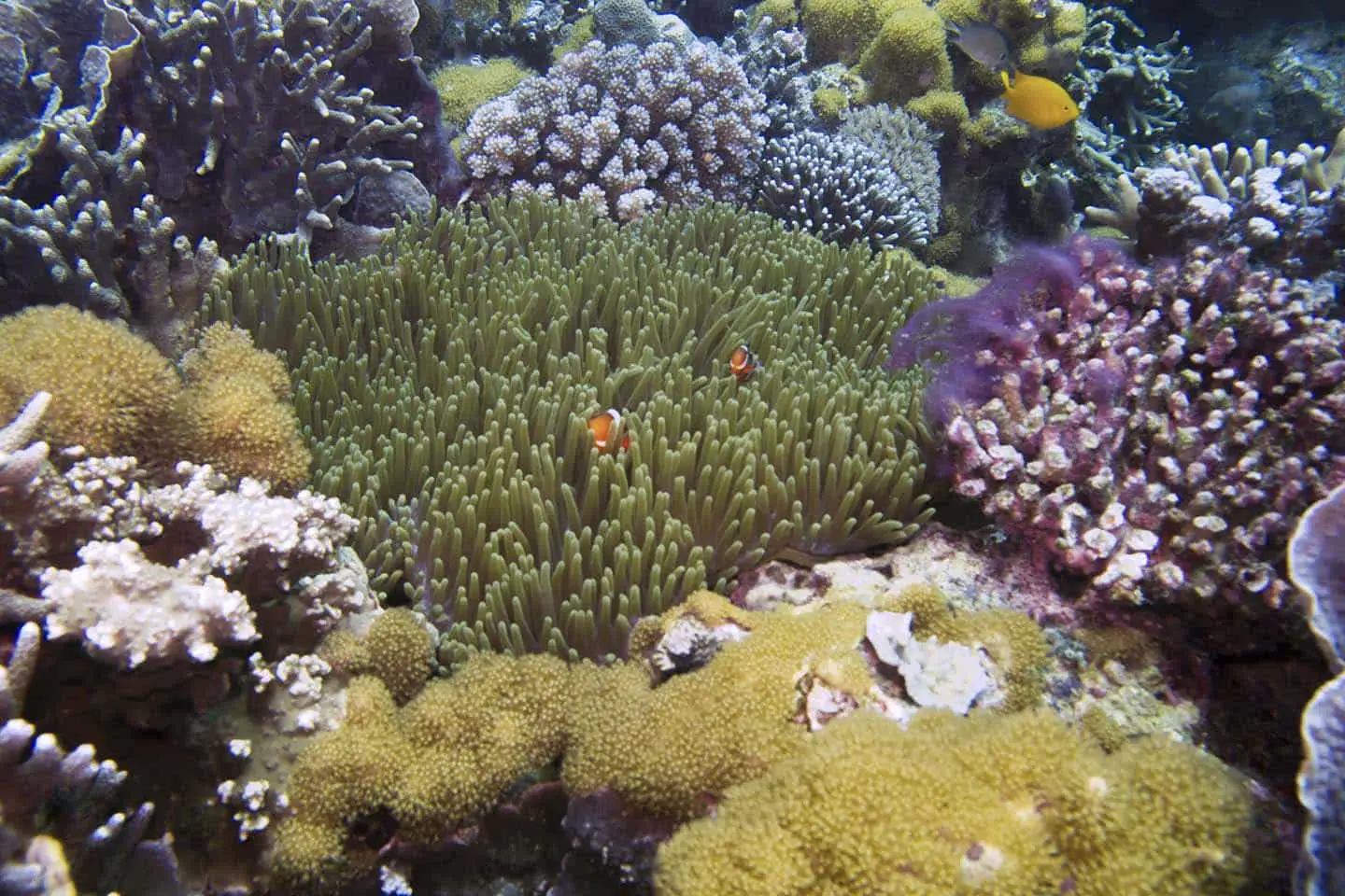 Apo Island Rock Point West Dive Site with anemone fish and corals
