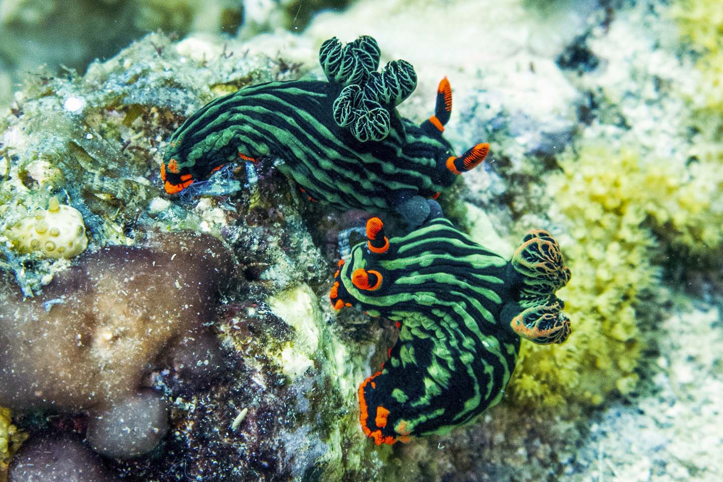 Marine Creatures in Apo Island: Nudibranch