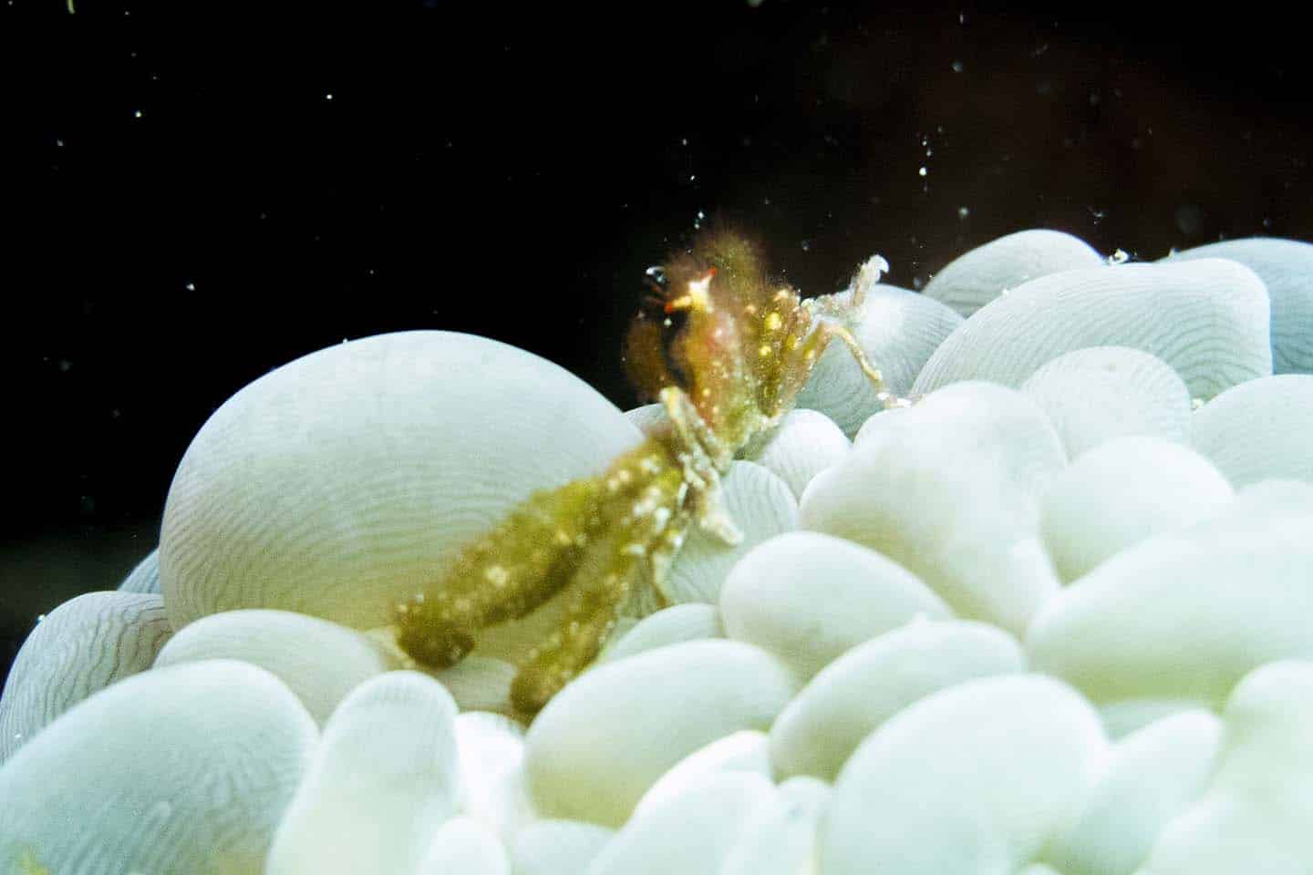 An orangutan crab on a bubble coral in Apo Island.