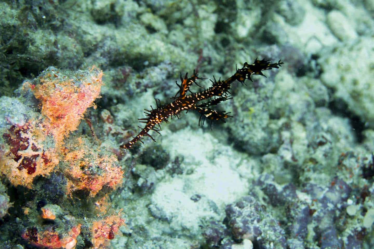 Marine Creatures in Apo Island: Ornate Ghost Pipefish
﻿