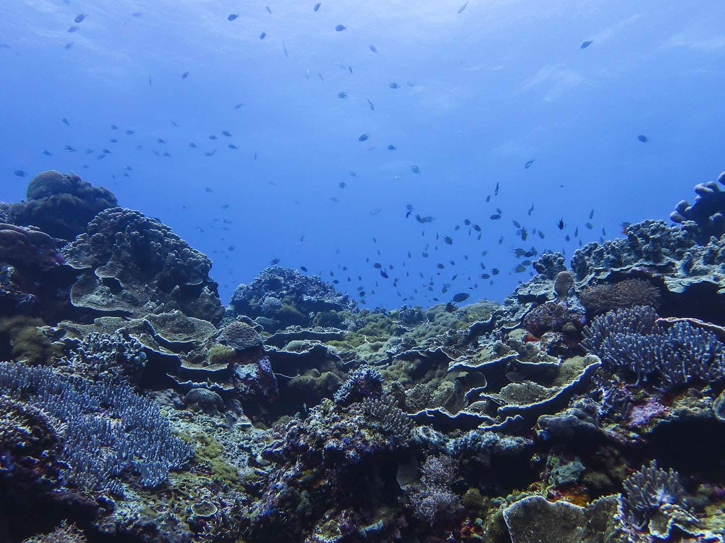 Beautiful, healthy corals in Largahan dive site in Apo Island.