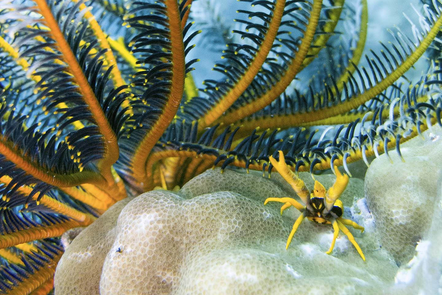 A squat lobster mimicking a feather star in Apo Island