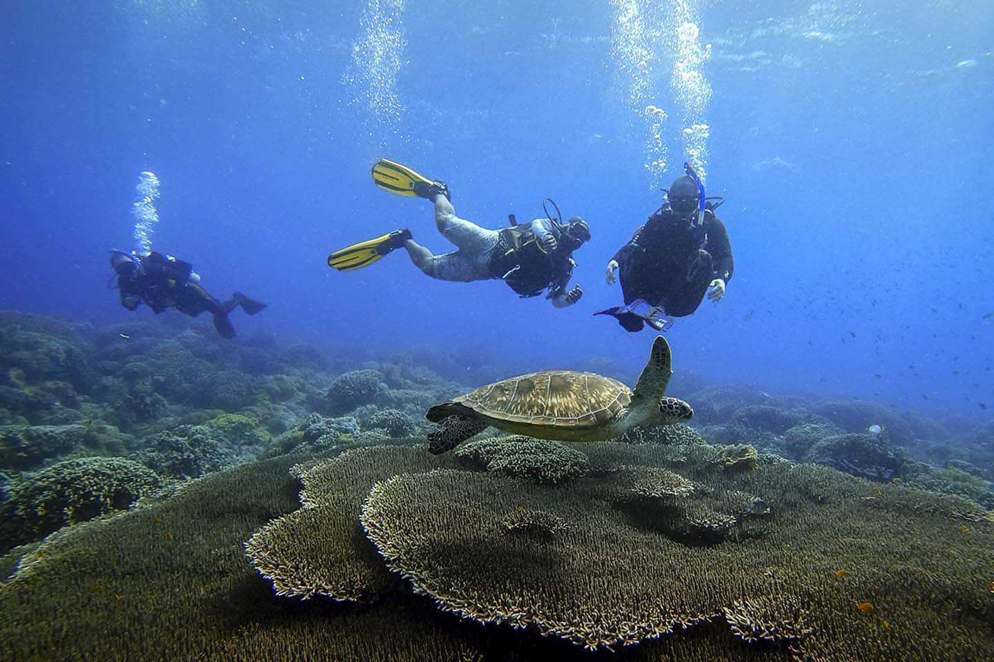 Scuba diving with turtles in Apo Island.