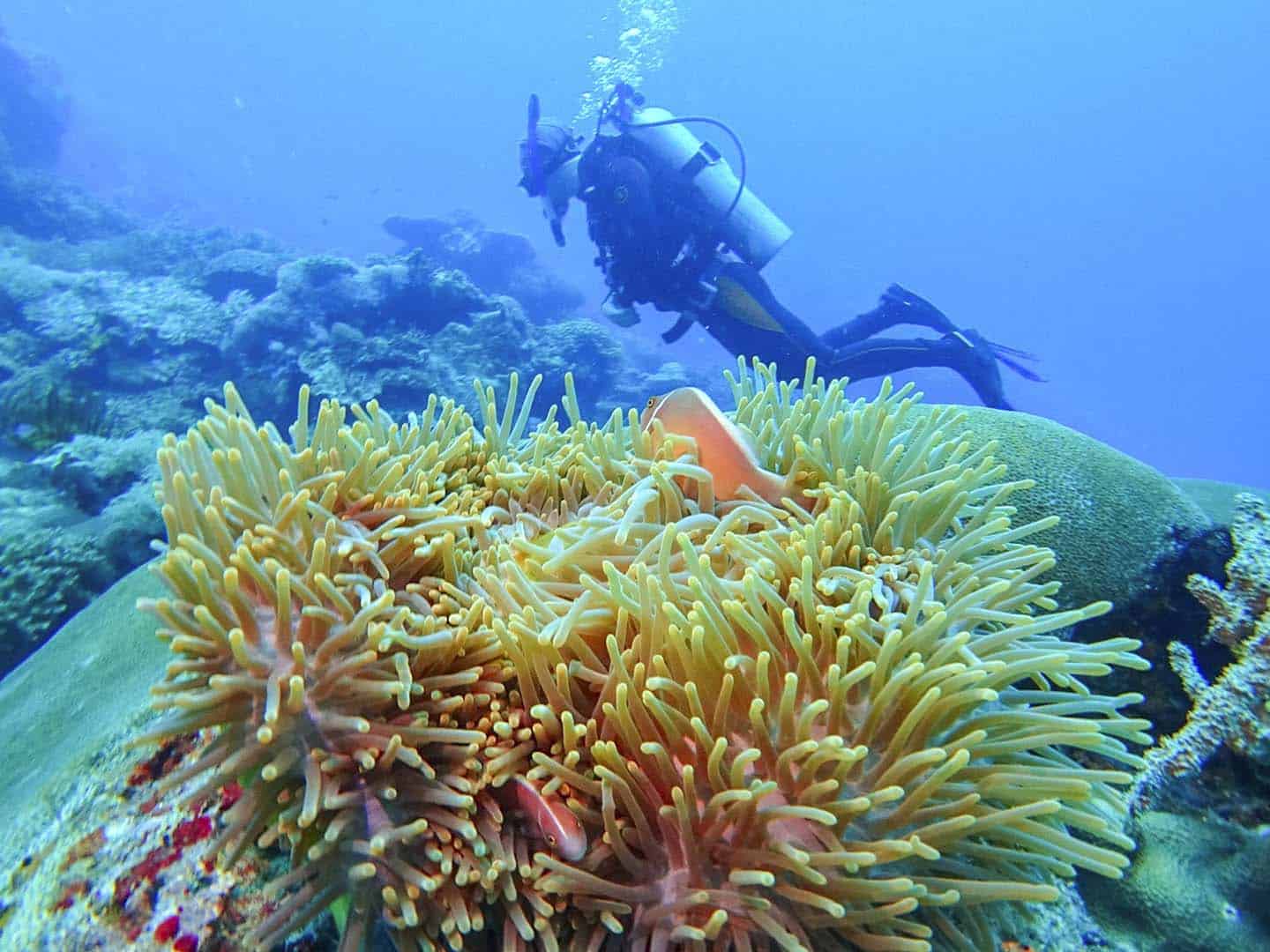 Pink anemone fish in its anemone while scuba diving in Apo Island