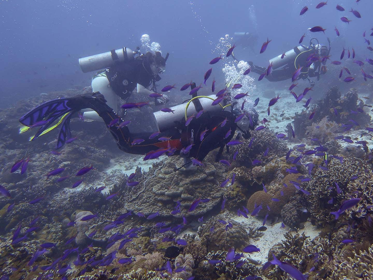 Purple anthias makes the reef brighter and livelier in Chapel dive site in Apo Island.