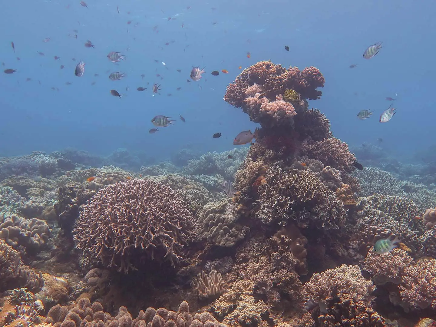 Apo island is also home to many  corals and reef fishes. 