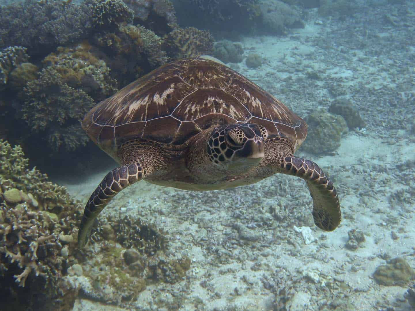 One of the many turtles that live in Apo Island