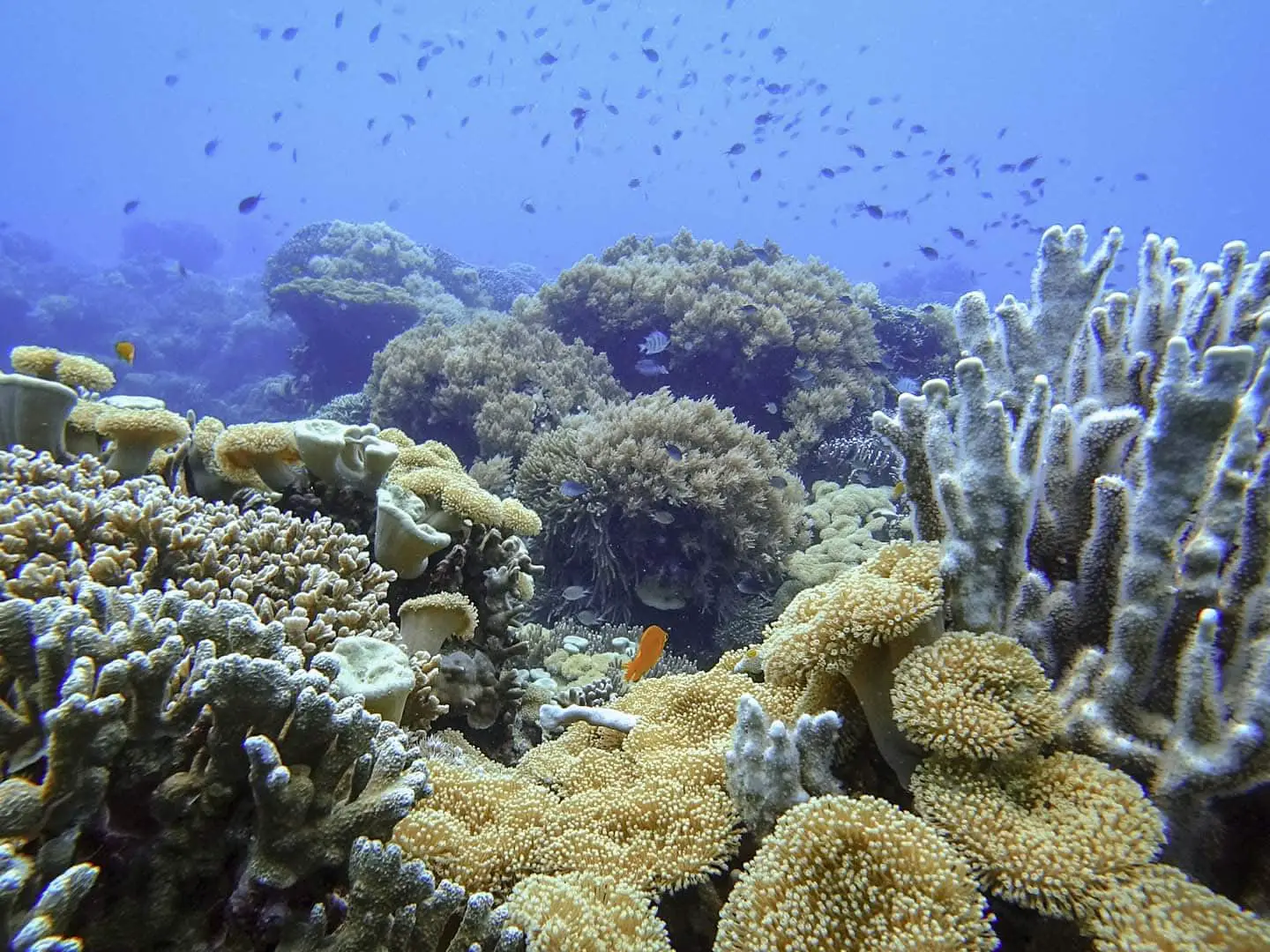 Diverse coral species in Katipanan dive site in Apo Island. 