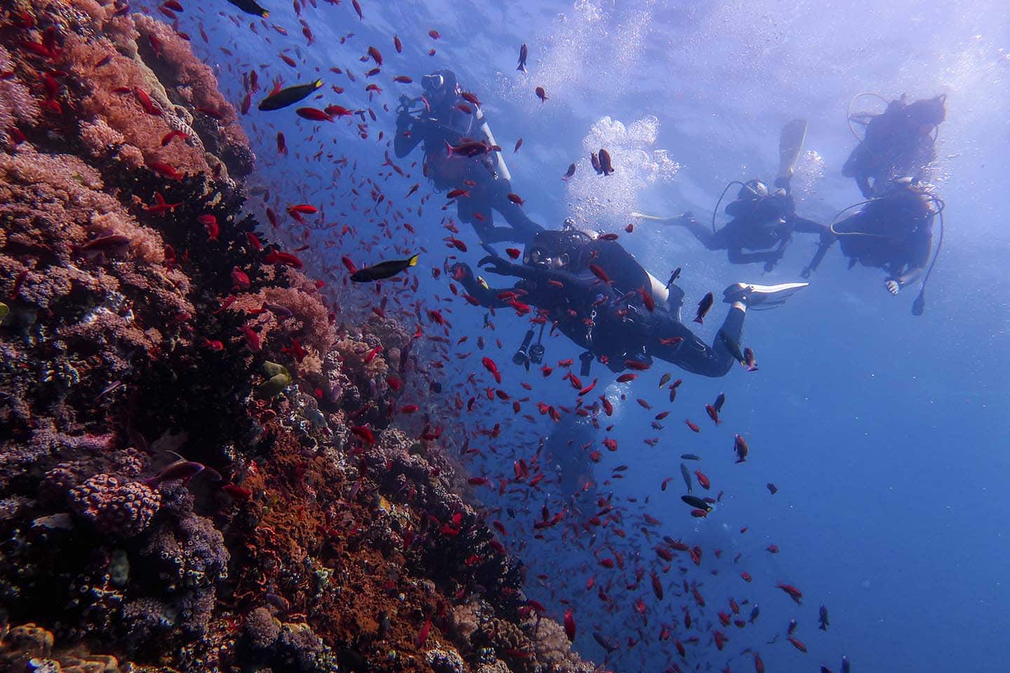 Divers and fishes enjoying a slight current in verde island