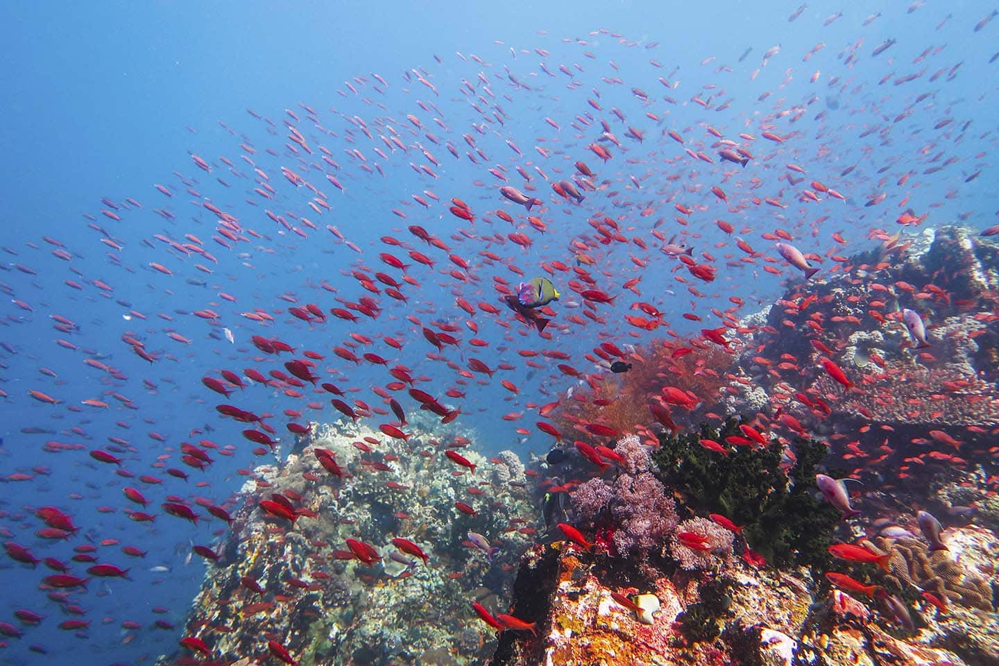 Diving in Verde Island. Wide Angle Photo shot with a Canon G7X Mark II and Fantasea Underwater Housing.