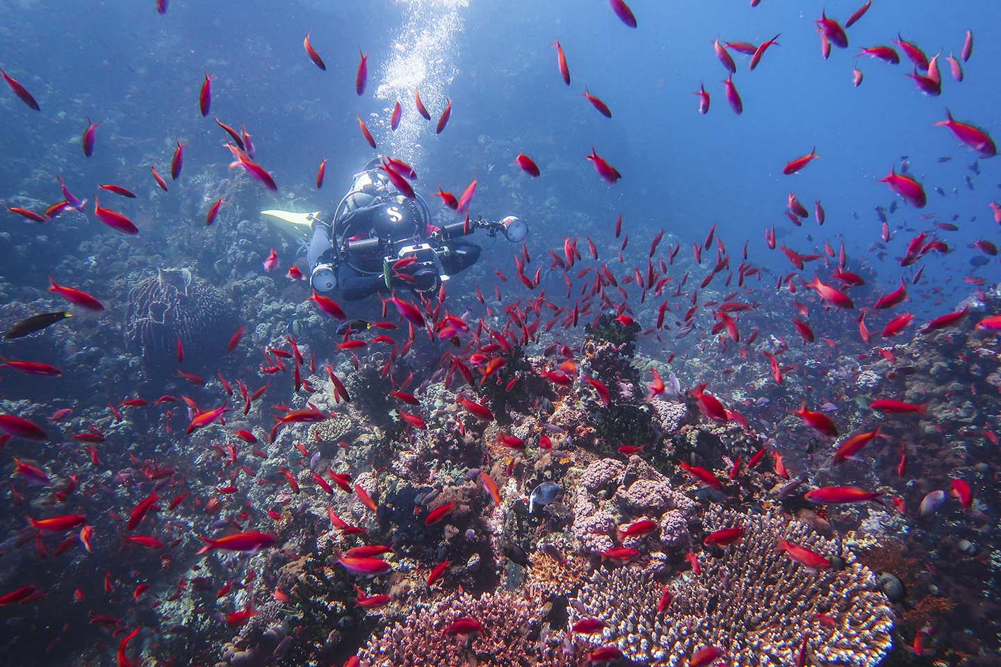 Diving Verde Island