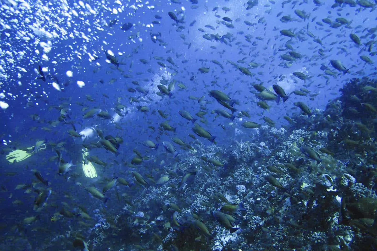 So many fish in Verde Island