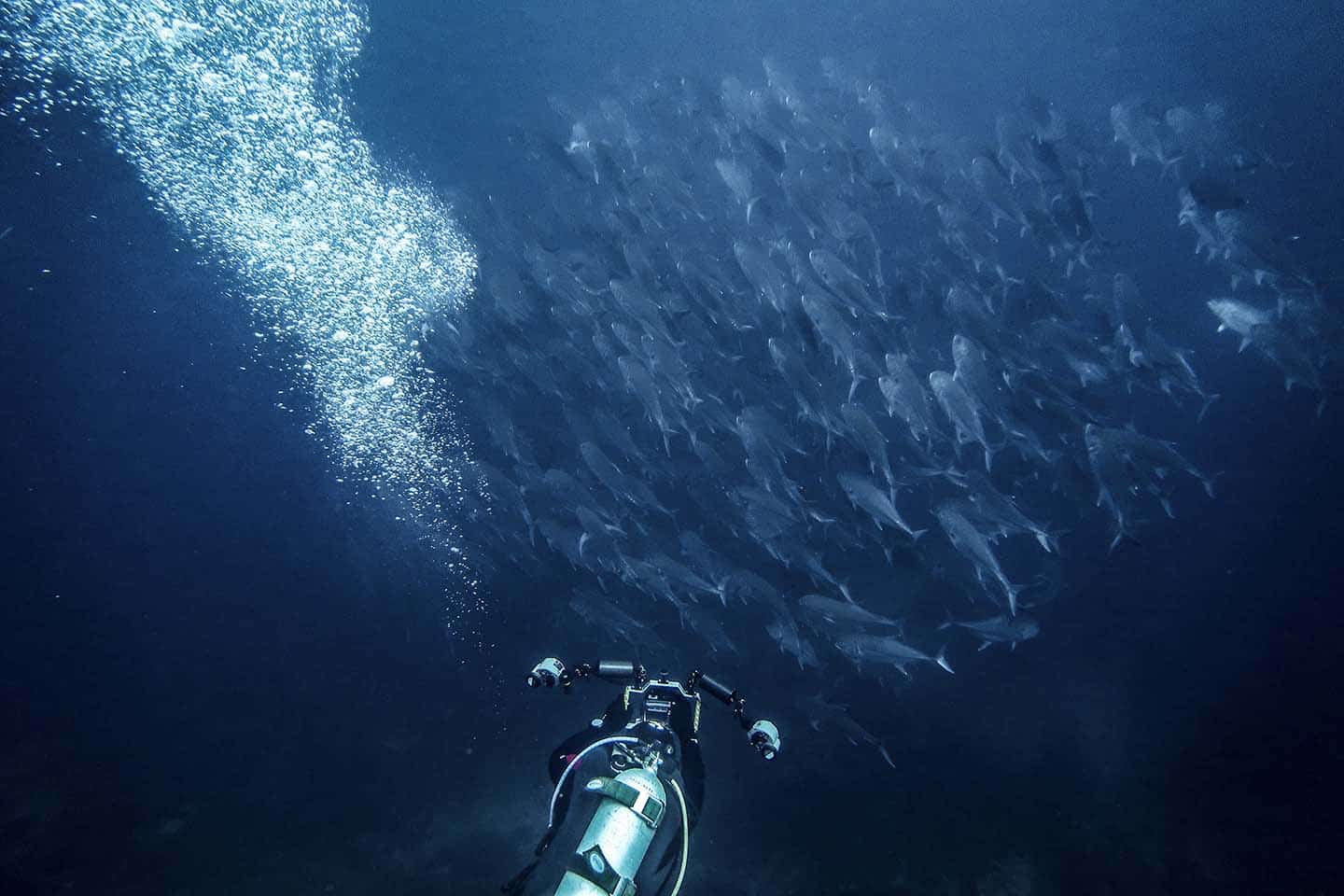 Verde Island diving with a school of jacks