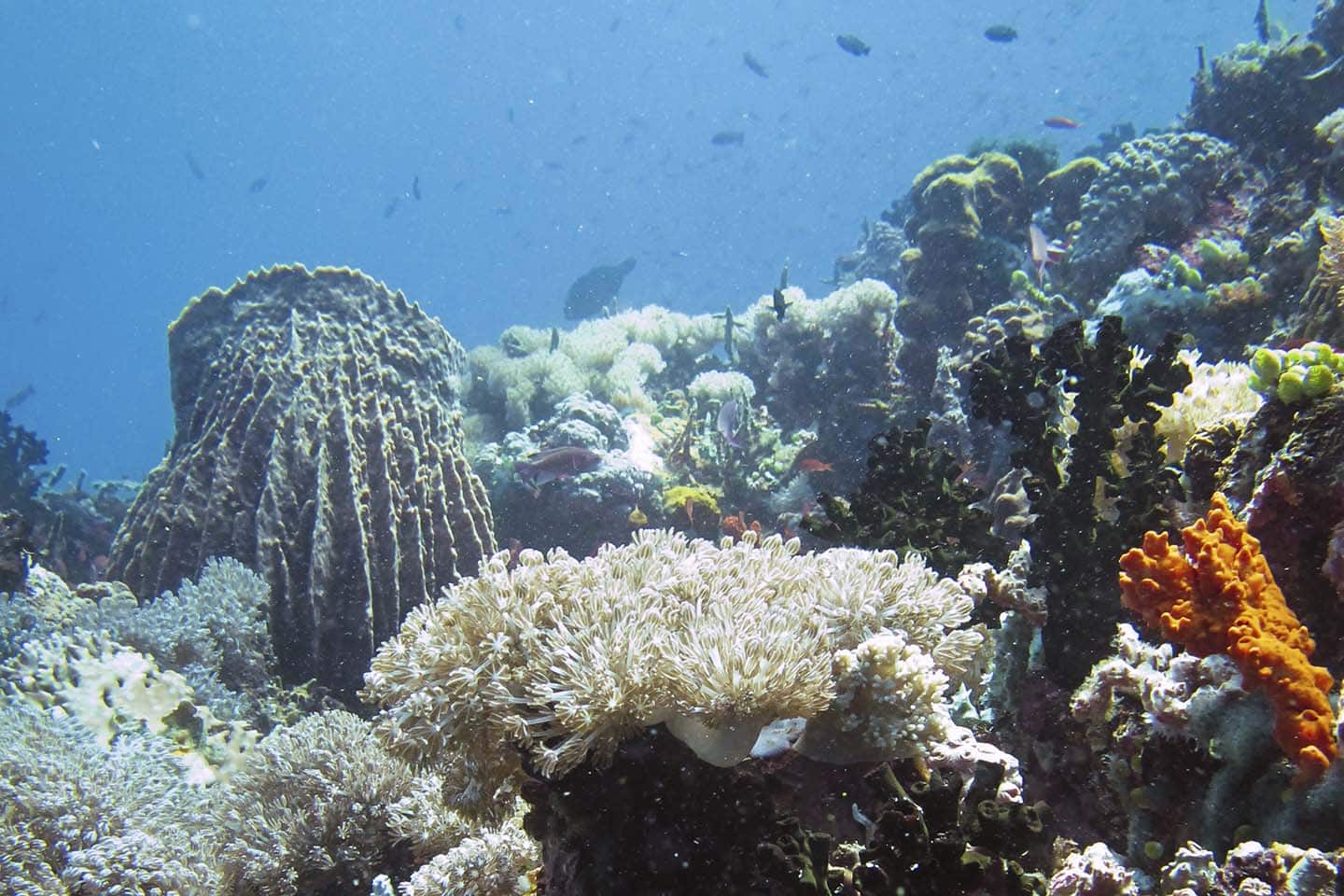 Diving in Verde Island rich in corals
