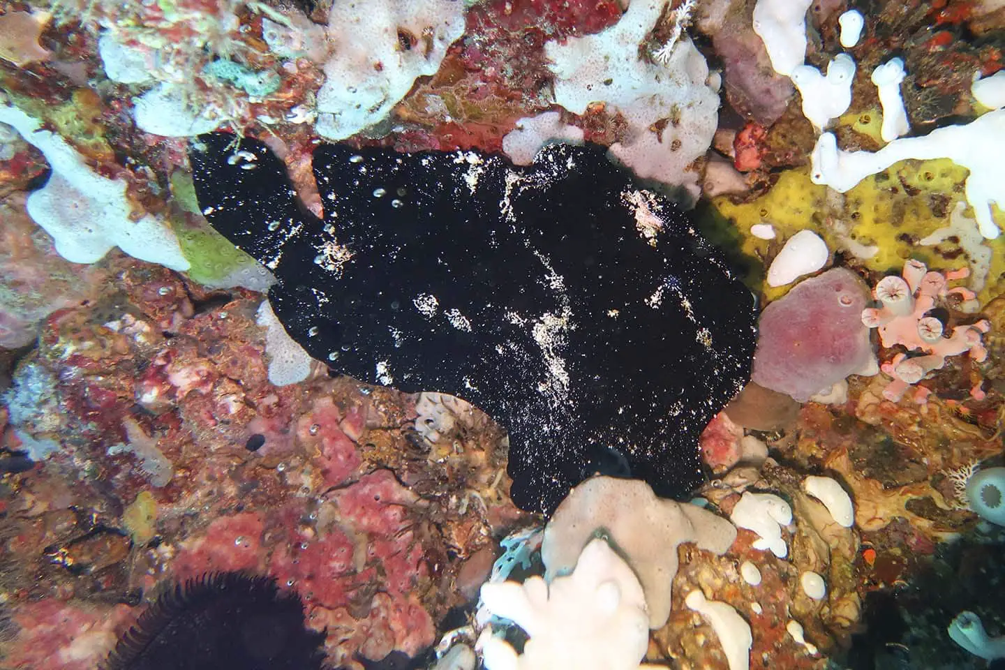 Black giant frogfish in Anilao Batangas