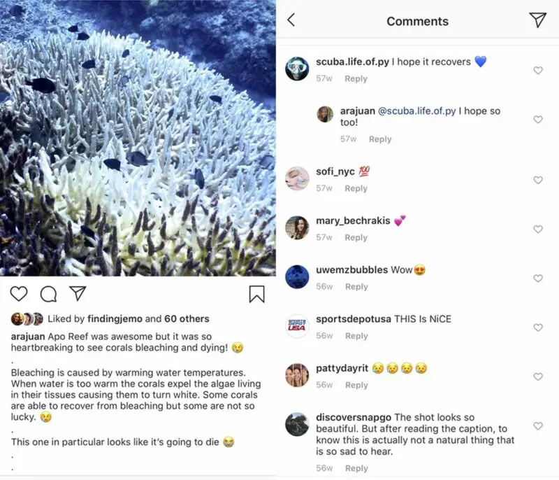 How To Grow Your Instagram To Advocate For The Ocean