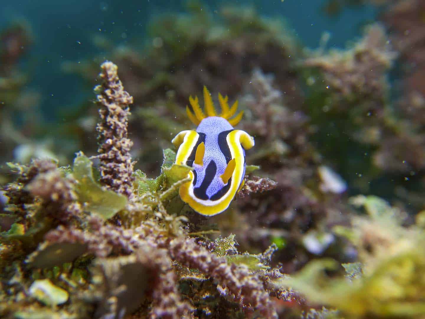 Siquijor Diving: Chromodoris nudibranch