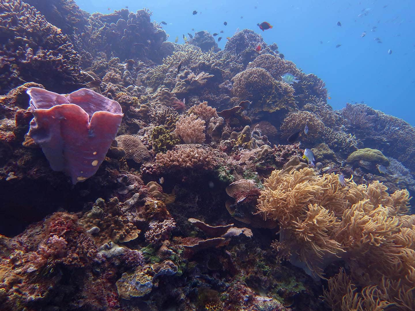 Sawang Dive Site in Siquijor has beautiful underwater terrain filled with sponges and hard and soft corals.