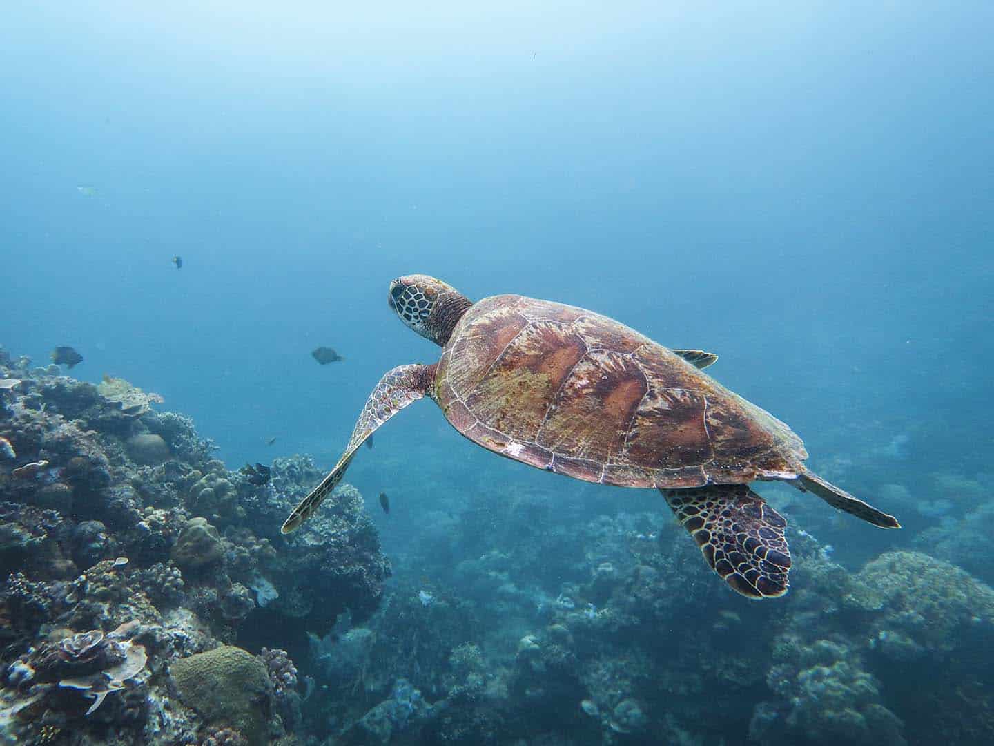 Siquijor Diving: Pawikan Sea Turtle