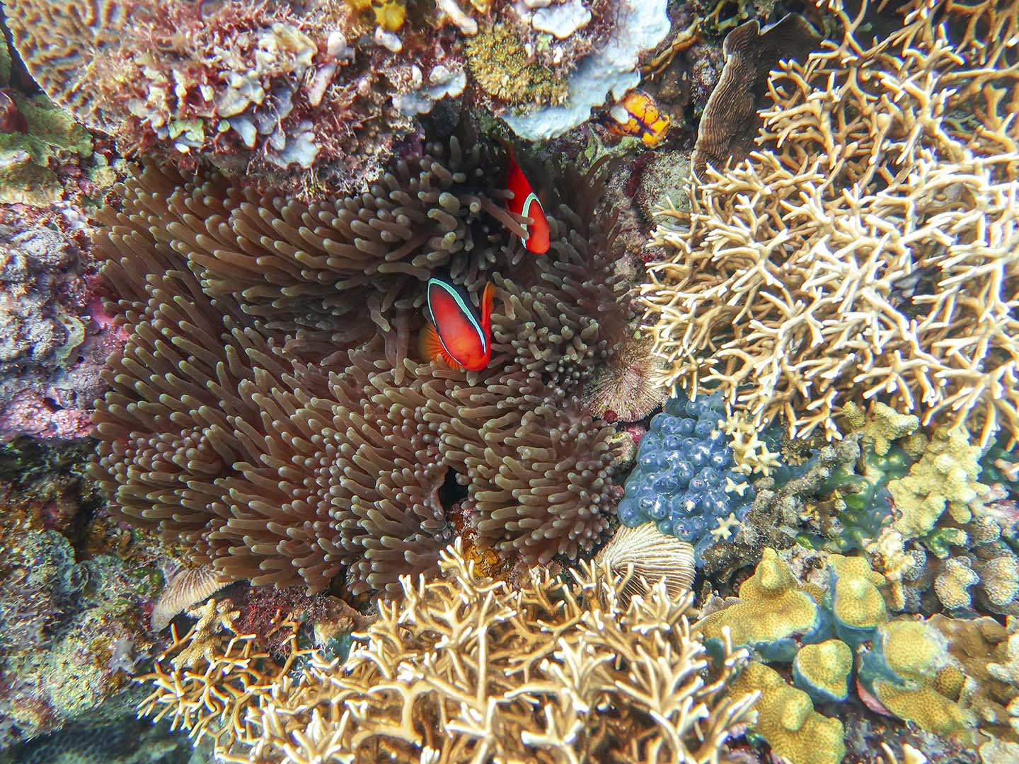 Scuba Diving Siquijor: Tomato Anemonefish surrounded by corals