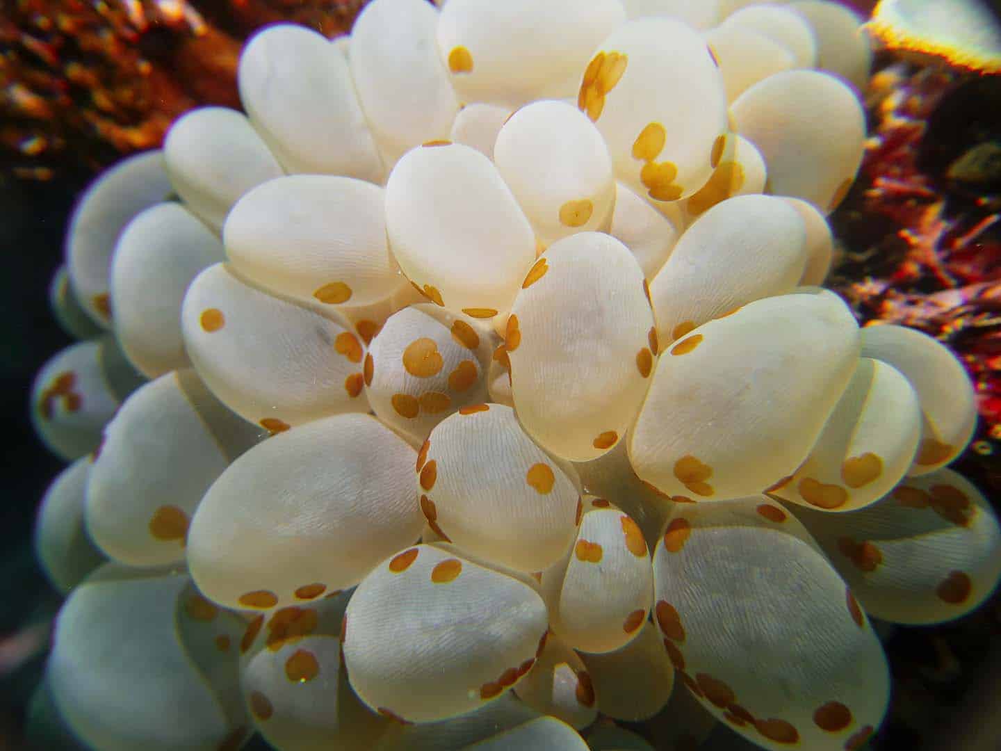 Siquijor Scuba Diving things to see underwater: bubble corals