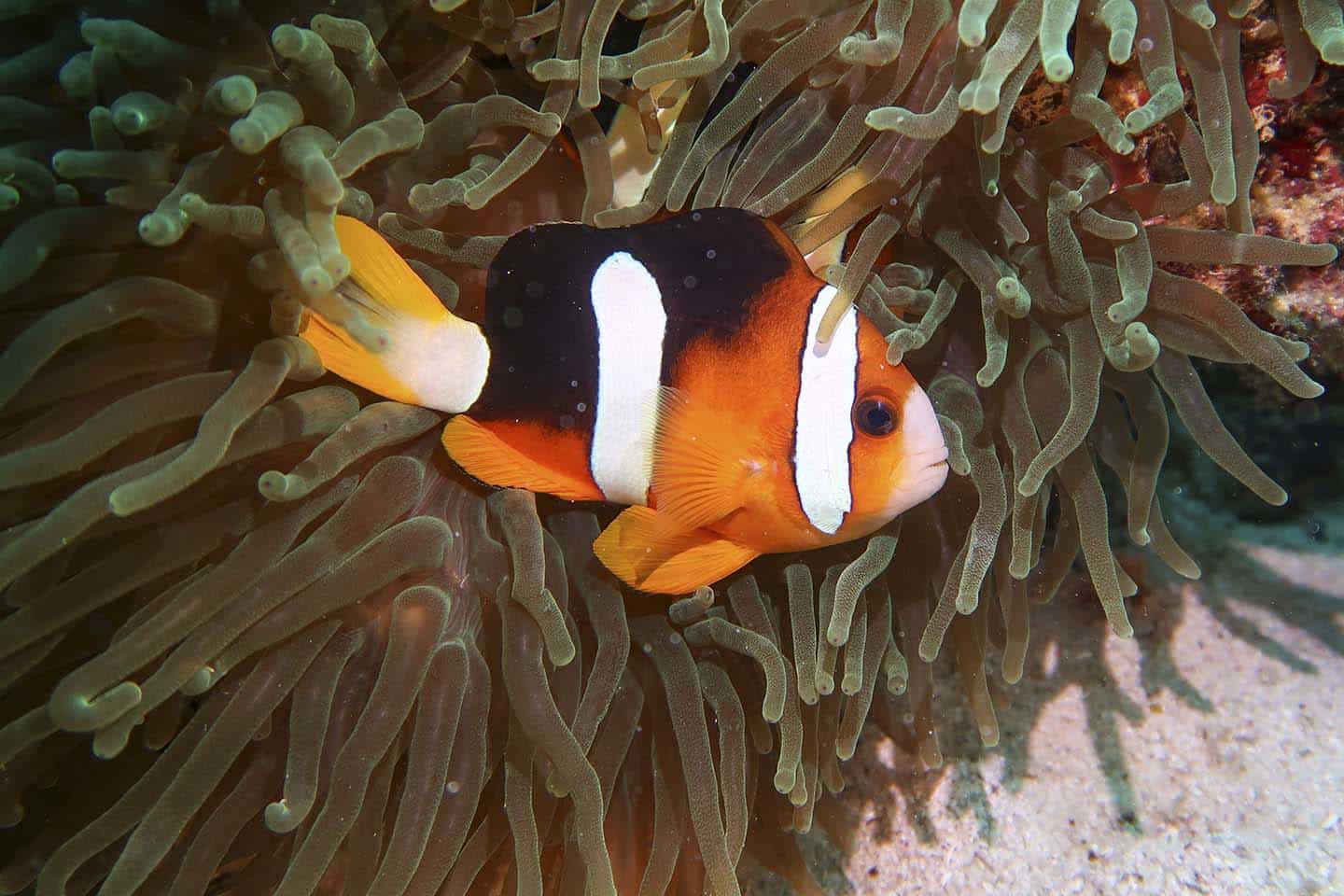 Scuba Diving in Siquijor: Clownfish with Anemone