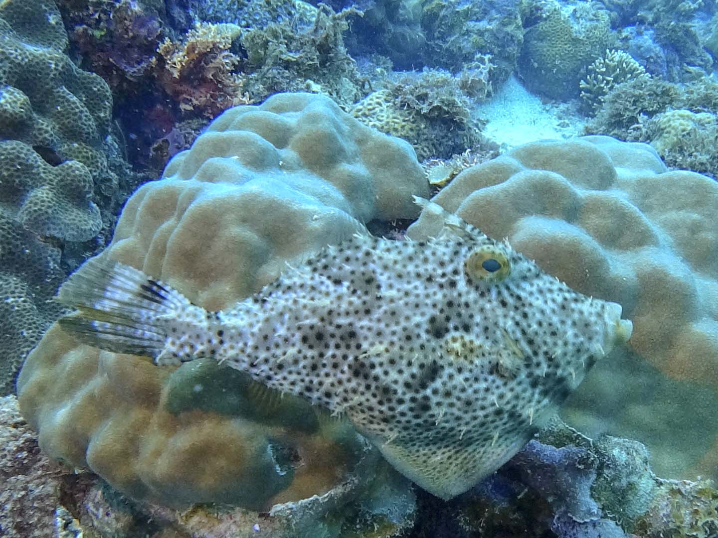 Siquijor Diving: FileFish