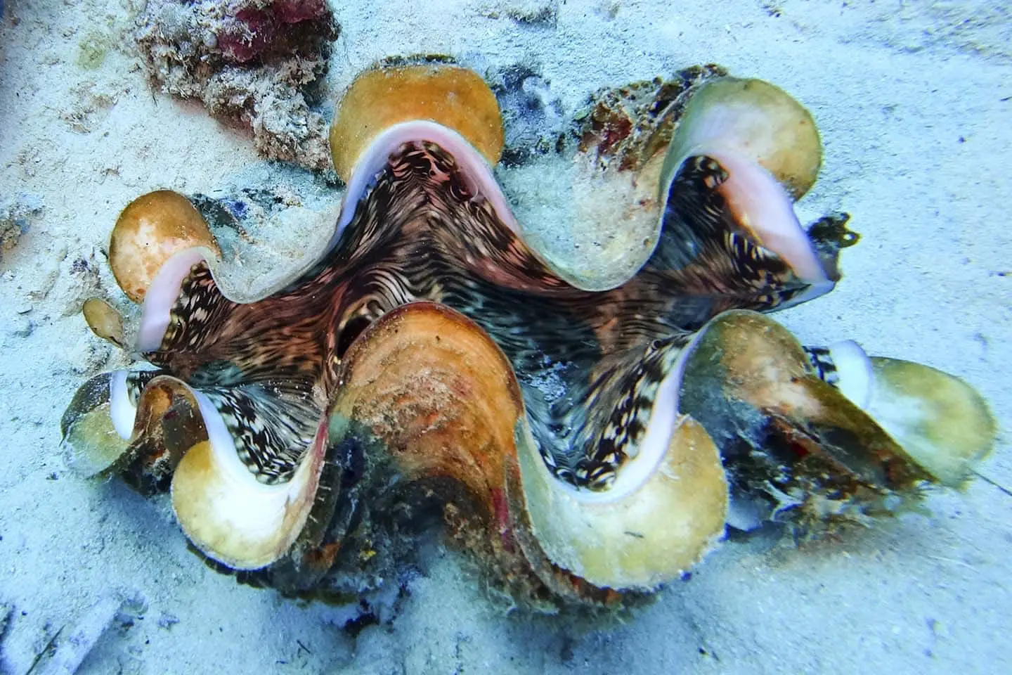 Siquijor Scuba Diving things to see underwater: giant clams