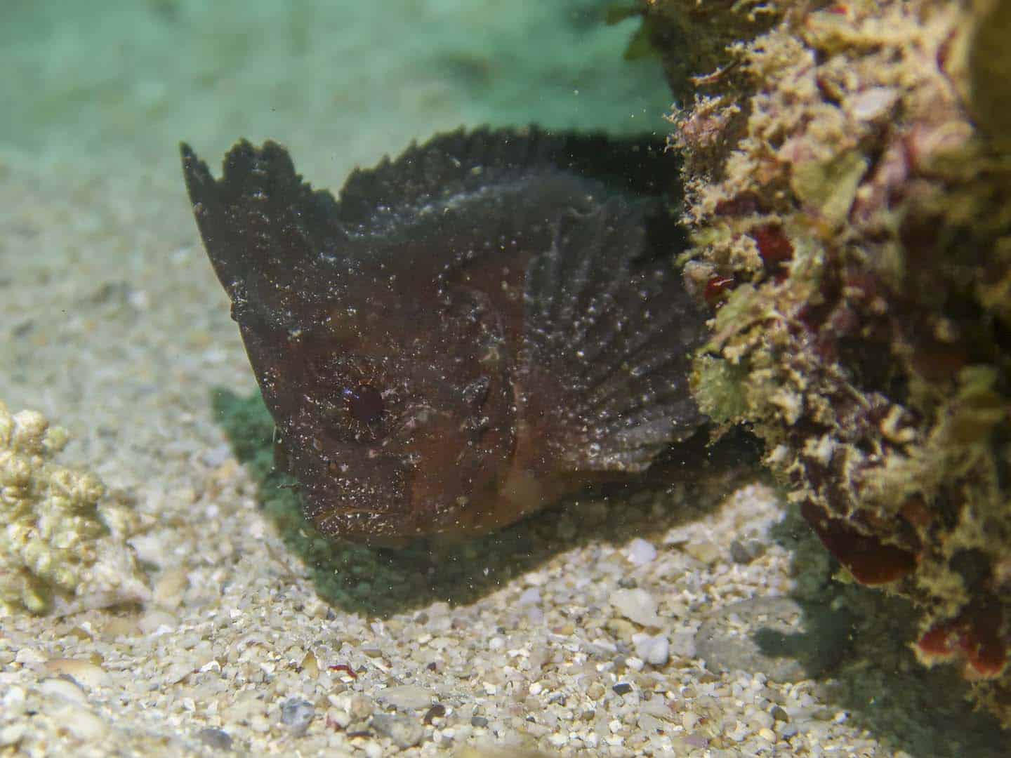 Siquijor Scuba Diving things to see underwater: leaf fish