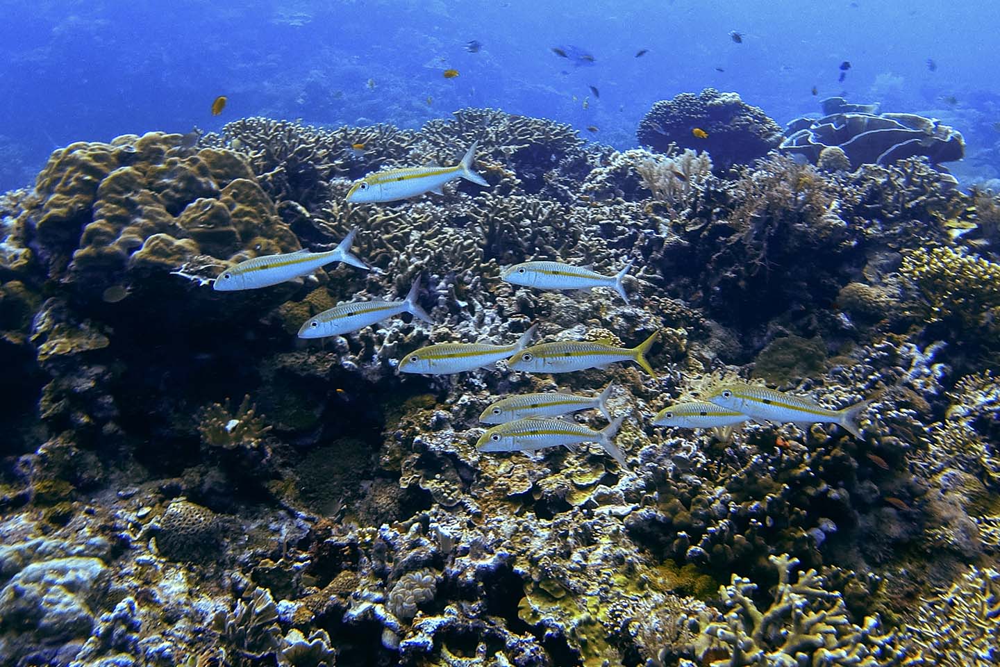 Scuba Diving in Siquijor: School of Fishes