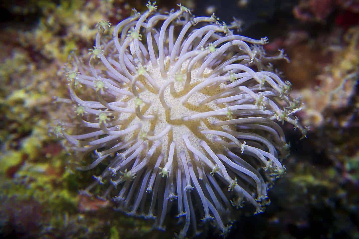 Diving in Siquijor: Coral