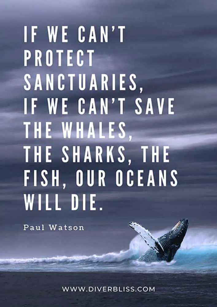 Ocean Conservation Quotes Poster: “My position is this. If we can’t protect sanctuaries, if we can’t save the whales, the sharks, the fish, our oceans will die.” - Paul Watson