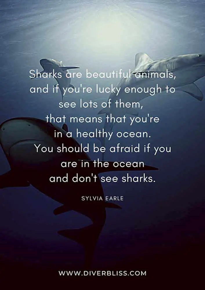 Shark Conservation Poster: "Sharks are beautiful animals, and if you're lucky enough to see lots of them, that means that you're in a healthy ocean. You should be afraid if you are in the ocean and don't see sharks." - Sylvia Earle