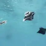 Drone shot swimming with manta rays in fiji