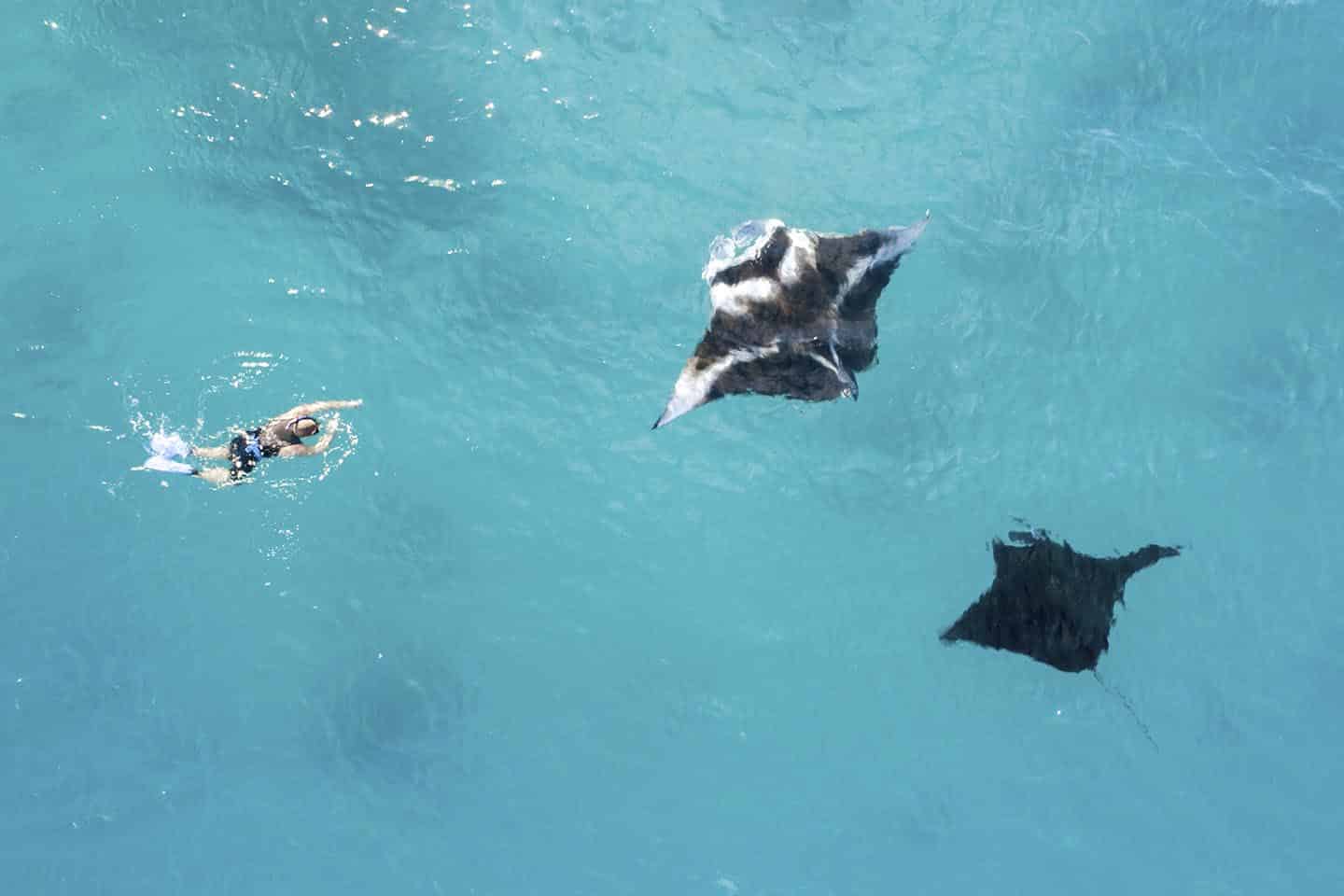 Drone shot swimming with manta rays in fiji