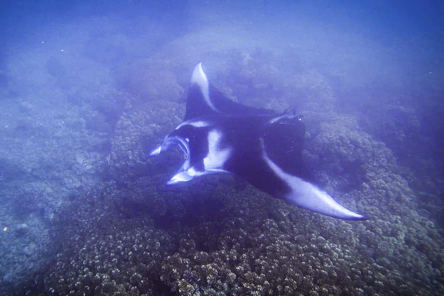 Manta Ray Encounter in Fiji