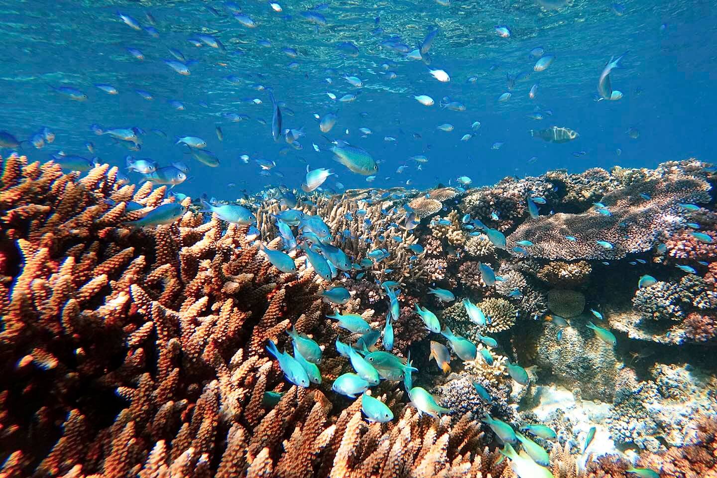 Marine Protected Area in Mantaray Island Resort