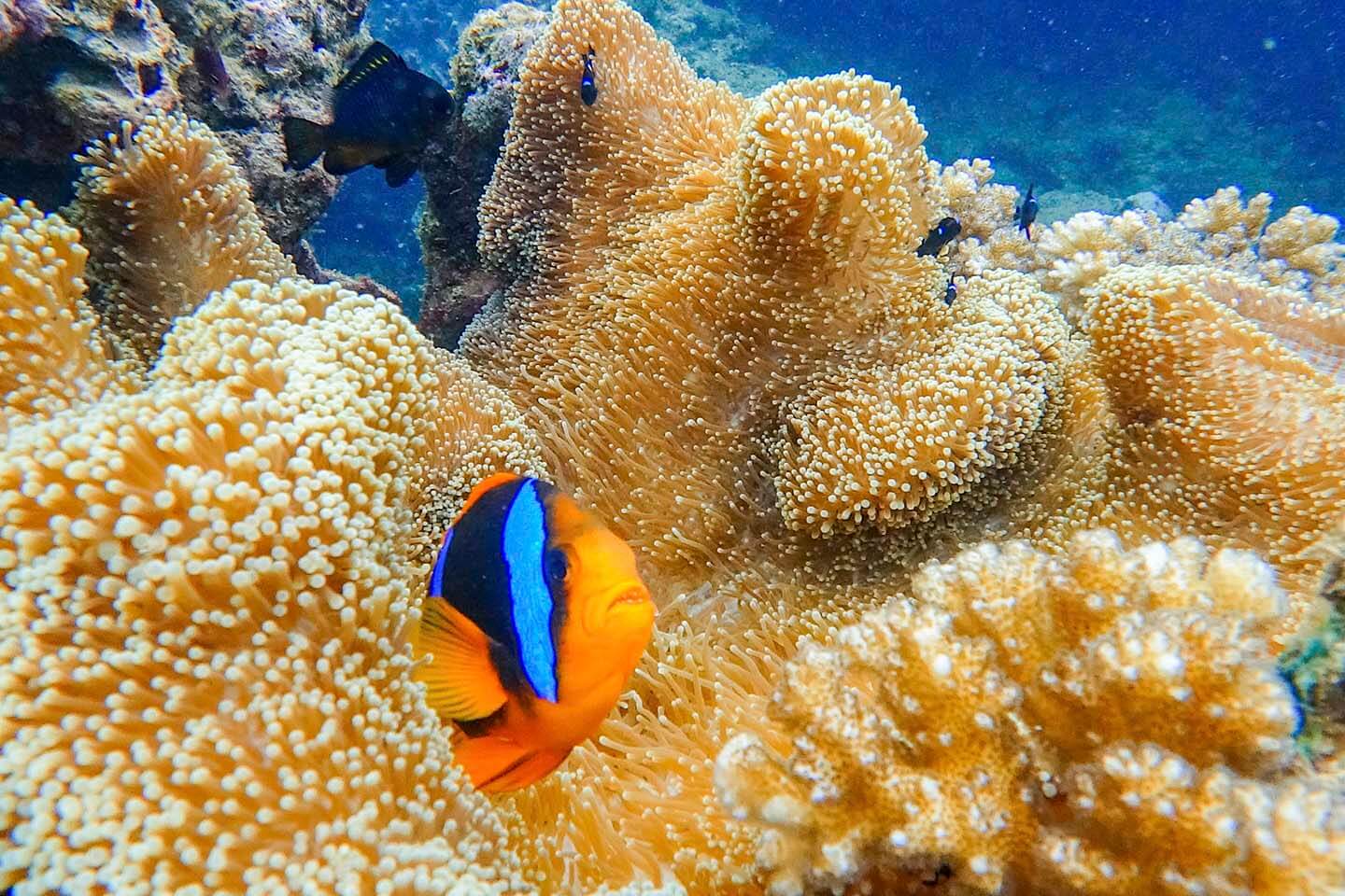 captain cook snorkel cruise