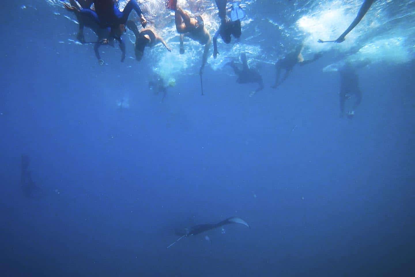 The hoard of snorkelers chasing after the manta rays in Fiji