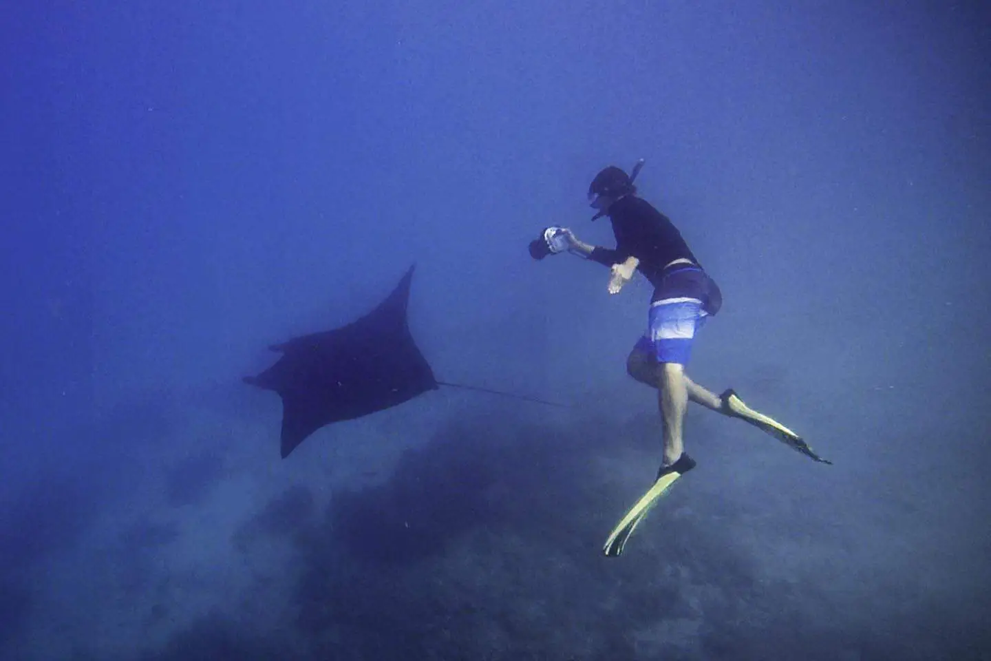 Swimming with Manta Rays in Fiji