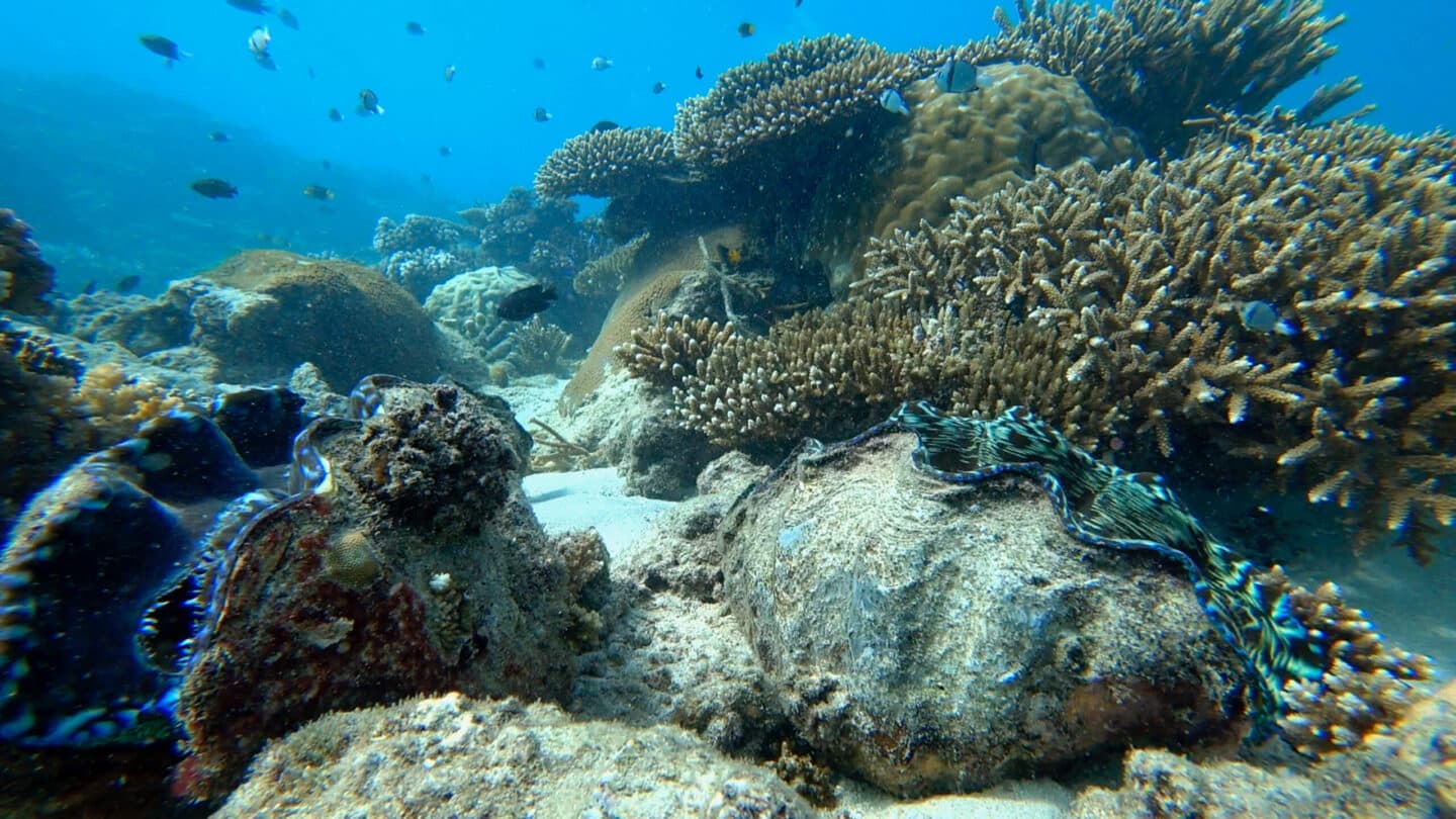 Eco Resort in Fiji has Giant Clam Nursery. Located in Tavarua Island Resort