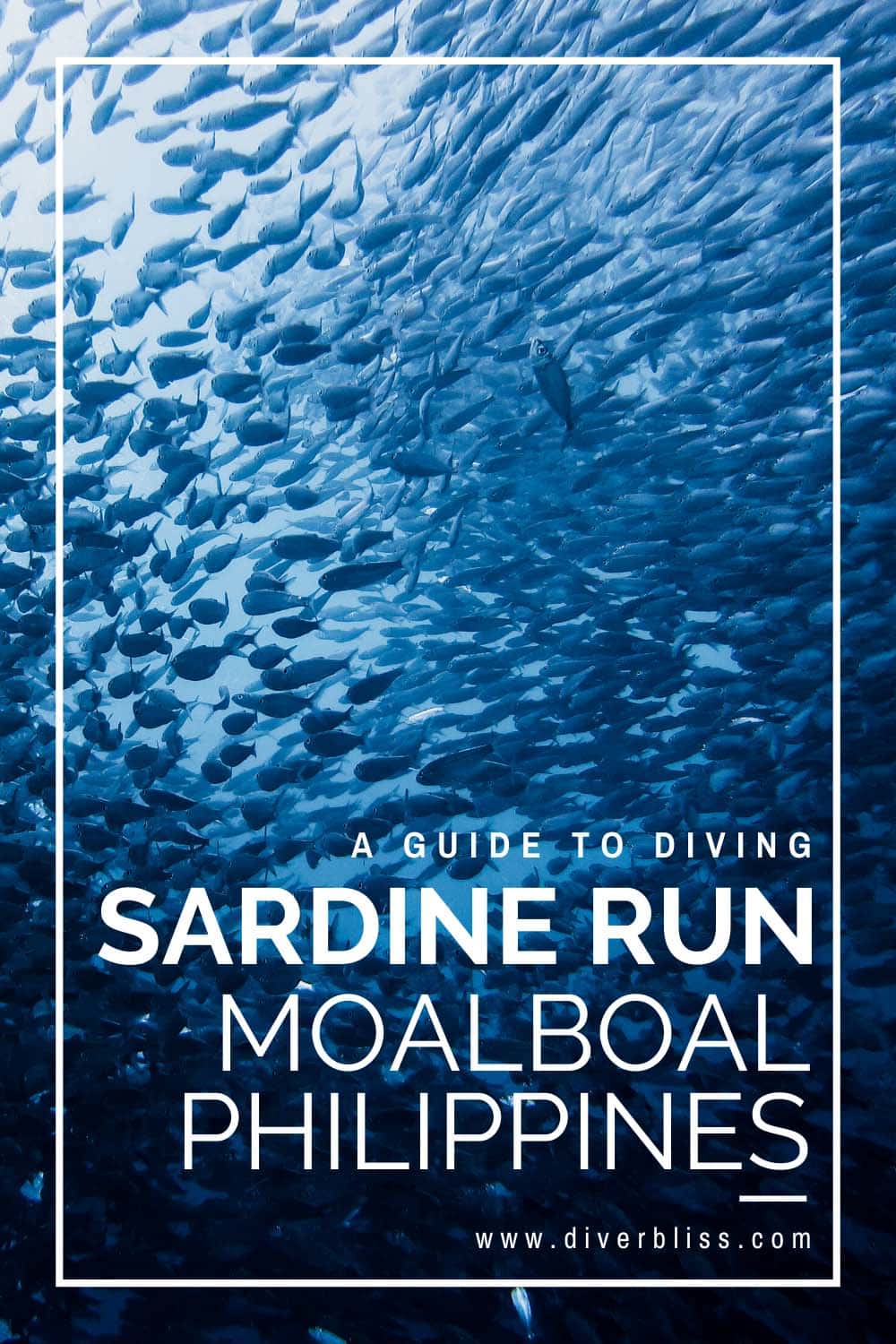 A guide to diving the sardine run in Moalboal, Cebu, Philippines.