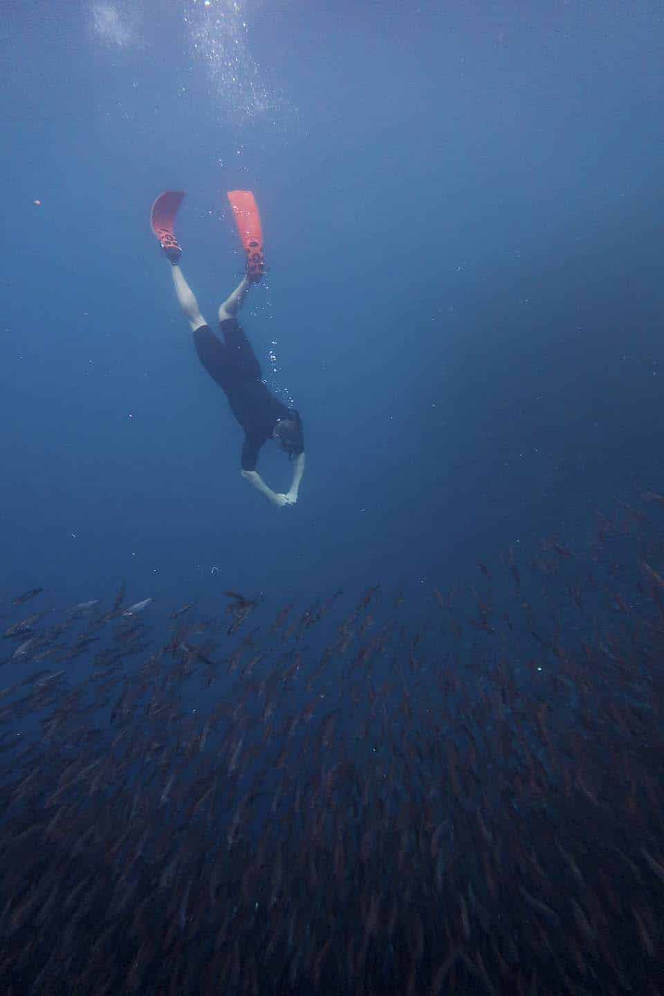 Freediving with the Sardines in Moalboal